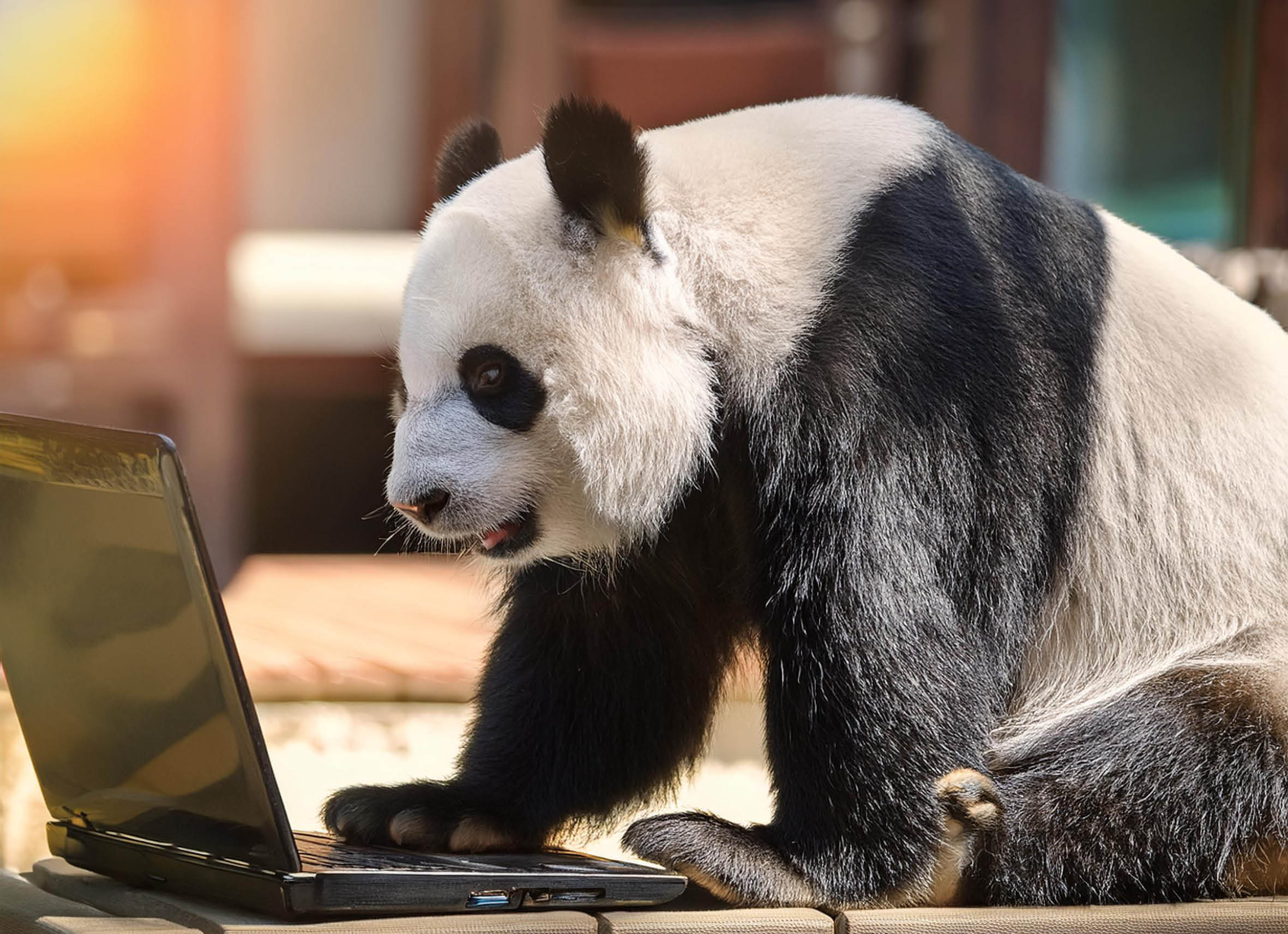 Google Panda: Hoe dit algoritme de zoekresultaten veranderde 🐼